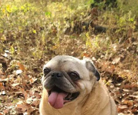 Veterinary Medical Associates