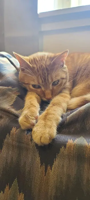 Veterinary Medical Associates Picture 3