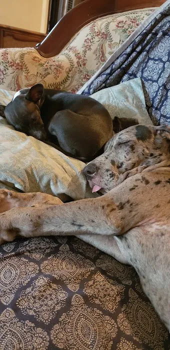 Veterinary Medical Associates Picture 5