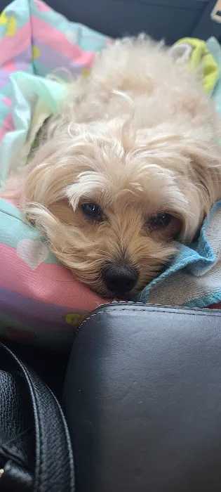 Veterinary Medical Associates Picture 2