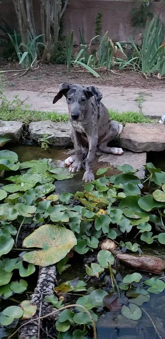 Veterinary Medical Associates Picture 8