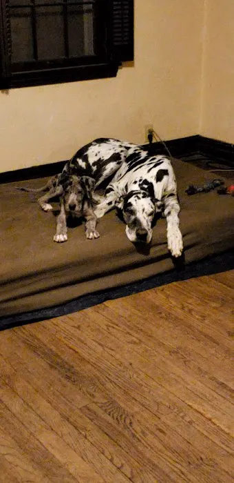 Veterinary Medical Associates Picture 10