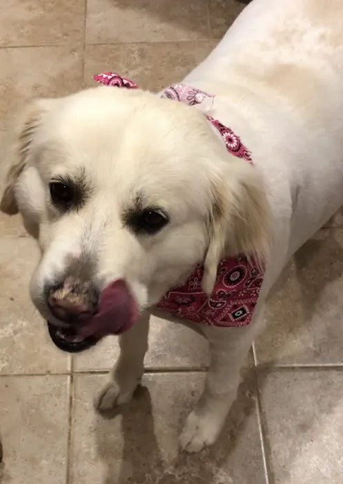 Rankin Veterinary Hospital PC Picture 5