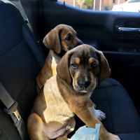 Rankin Veterinary Hospital PC ico