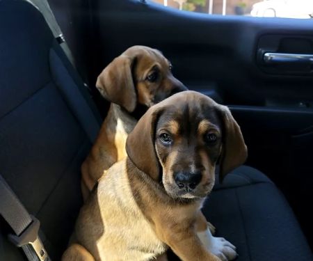 Rankin Veterinary Hospital PC