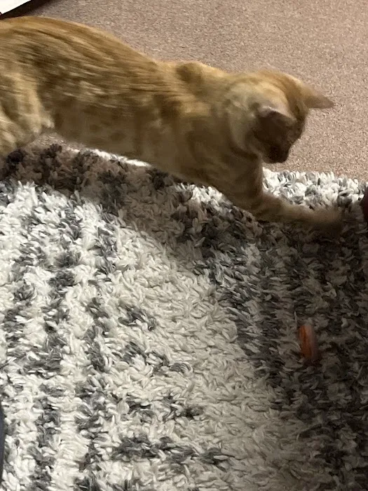 Rankin Veterinary Hospital PC Picture 6