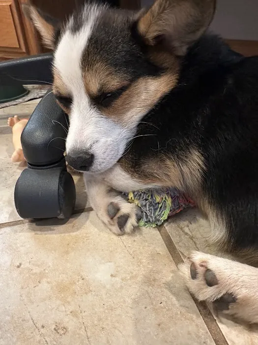 Hartfield Veterinary Clinic - Urgent Care Picture 2