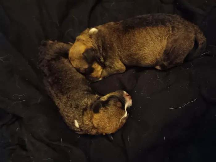 Hartfield Veterinary Clinic - Urgent Care Picture 5