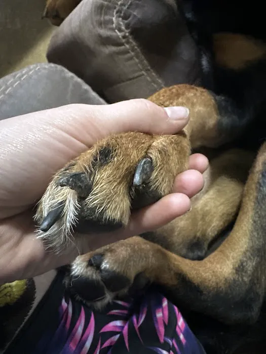 Mannford Veterinary Services Picture 1