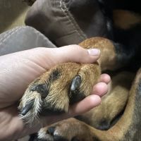 Mannford Veterinary Services ico