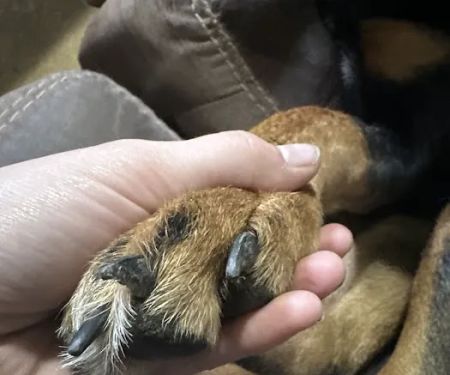 Mannford Veterinary Services