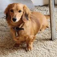 Mannford Animal Clinic ico