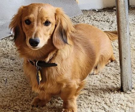 Mannford Animal Clinic