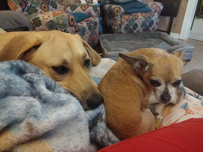 Mannford Animal Clinic Picture 8