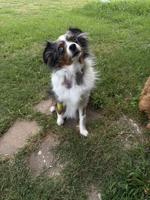 Mannford Animal Clinic Picture 10