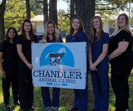 CHANDLER ANIMAL CLINIC LLC