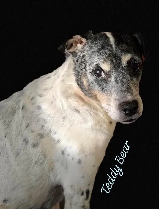 CHANDLER ANIMAL CLINIC LLC Picture 4