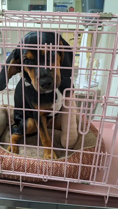 CHANDLER ANIMAL CLINIC LLC Picture 3