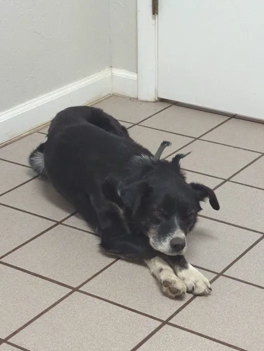 CHANDLER ANIMAL CLINIC LLC Picture 7