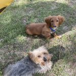 Countryside Veterinary Services