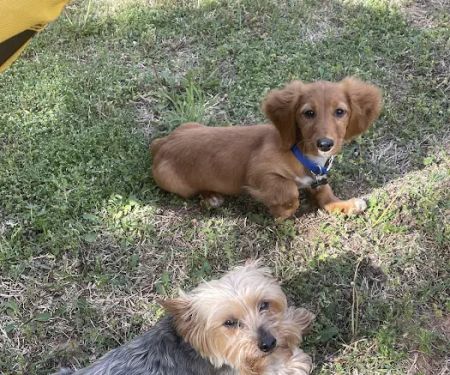 Countryside Veterinary Services