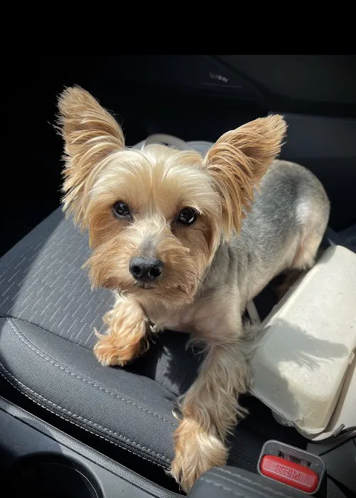 Countryside Veterinary Services Picture 2