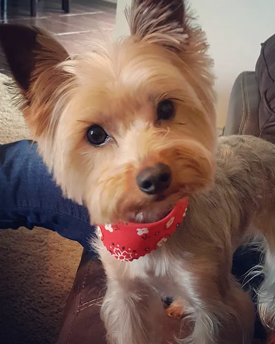 Countryside Veterinary Services Picture 4