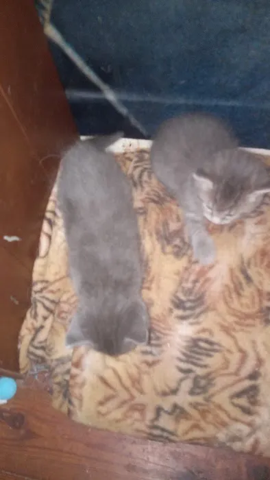 Countryside Veterinary Services Picture 6