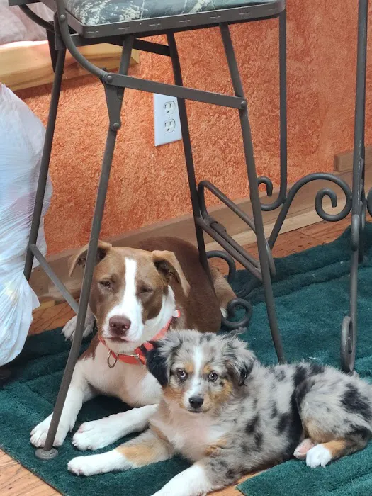 Countryside Veterinary Services Picture 3