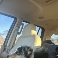 Lincoln County Animal Hospital ico