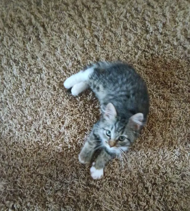 Lincoln County Animal Hospital Picture 2