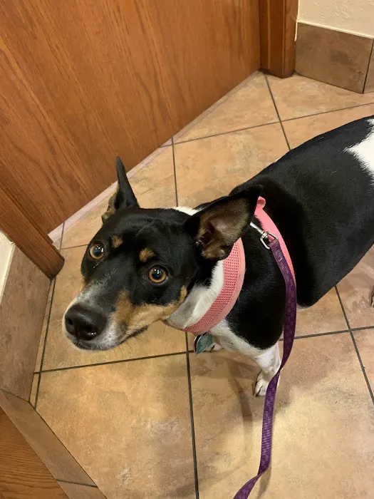 White Veterinary Services Pllc Picture 1