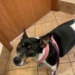 White Veterinary Services Pllc