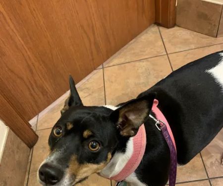 White Veterinary Services Pllc