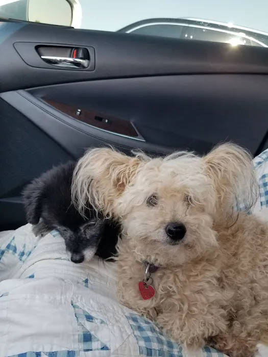 White Veterinary Services Pllc Picture 3