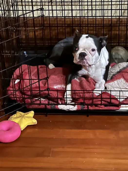 White Veterinary Services Pllc Picture 4