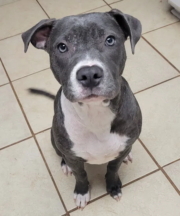 White Veterinary Services Pllc Picture 8