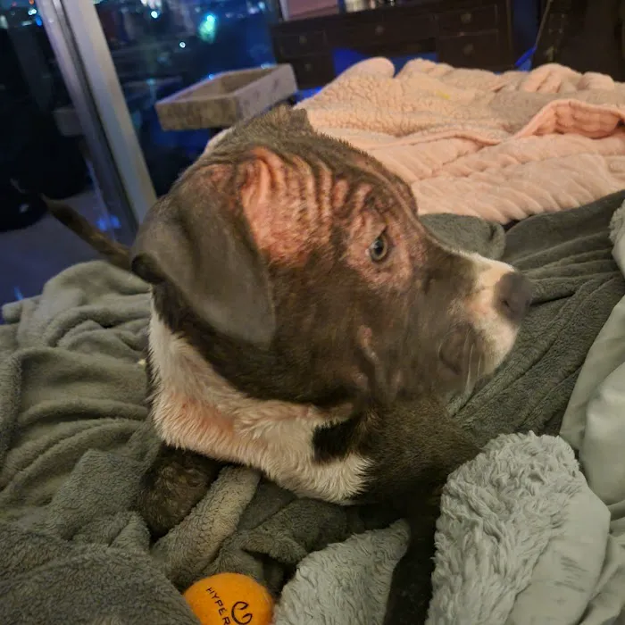 White Veterinary Services Pllc Picture 7