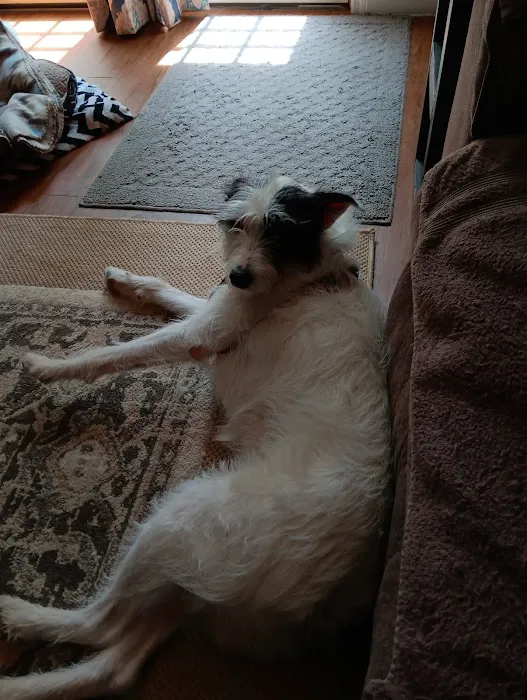 White Veterinary Services Pllc Picture 6