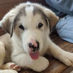 Cushing Veterinary Clinic