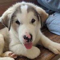 Cushing Veterinary Clinic ico