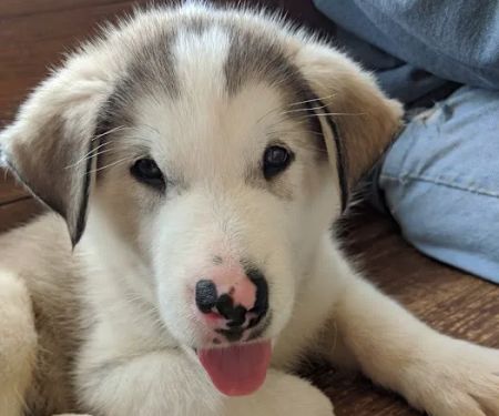 Cushing Veterinary Clinic