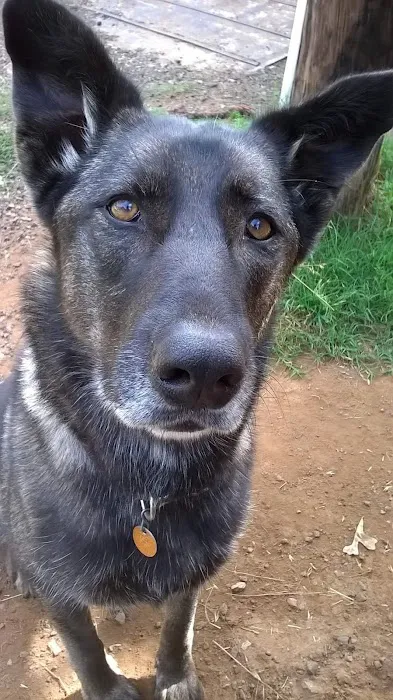 Cushing Veterinary Clinic Picture 10