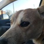 Prague Veterinary Clinic