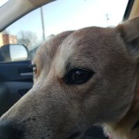 Prague Veterinary Clinic ico