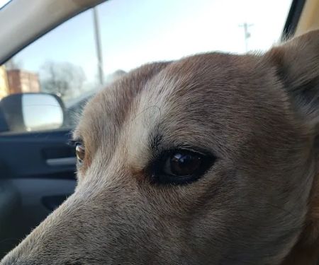 Prague Veterinary Clinic