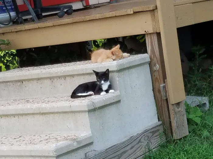 Prague Veterinary Clinic Picture 4