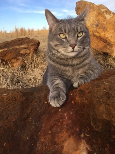 Prague Veterinary Clinic Picture 7