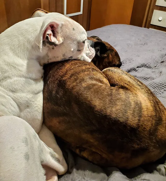 Prague Veterinary Clinic, Dr. Kolar Picture 1