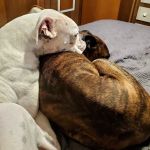 Prague Veterinary Clinic, Dr. Kolar